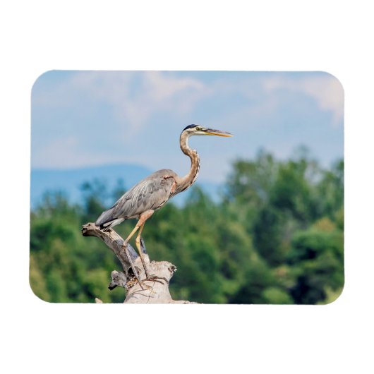 Great Blue Heron Magneet (Horizontaal)