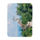 Great Blue Heron Magneet (Verticaal)