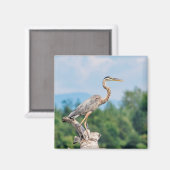 Great Blue Heron Magneet (Voorkant / Achterkant)