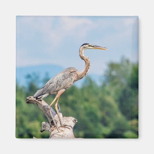 Great Blue Heron Magneet (Voorkant)