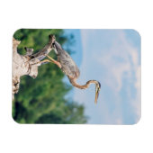 Great Blue Heron Magneet (Horizontaal)