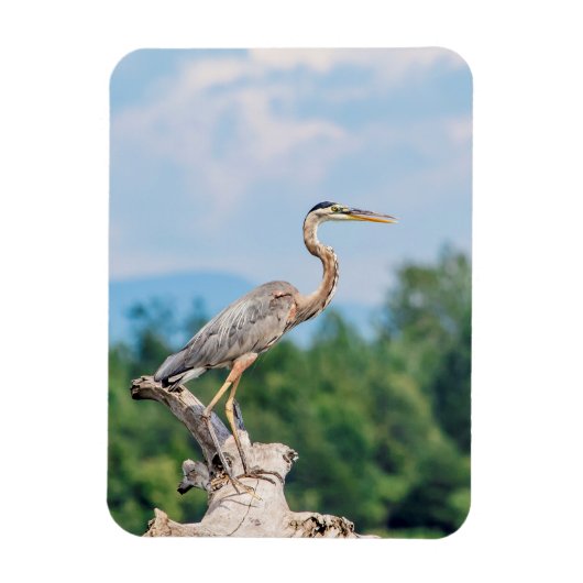 Great Blue Heron Magneet (Verticaal)