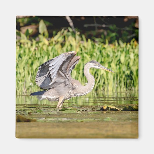 Great Blue Heron Magneet (Voorkant)