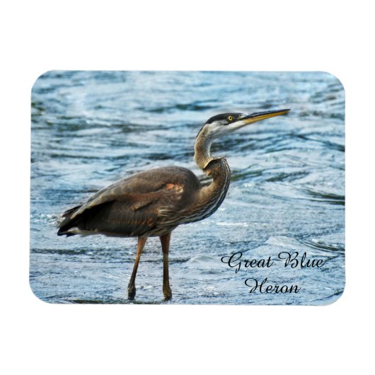 Great Blue Heron Magneet (Horizontaal)
