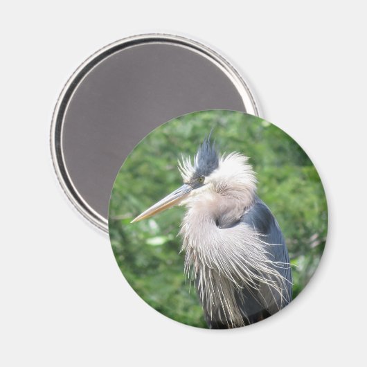 Great Blue Heron magnet (Voorkant / Achterkant)
