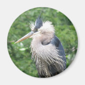 Great Blue Heron magnet (Voorkant)
