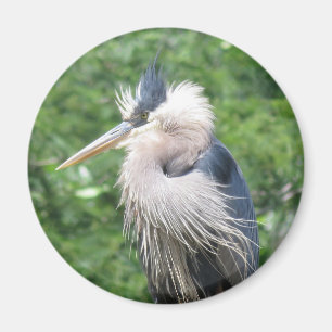 Great Blue Heron magnet