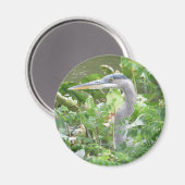 Great Blue Heron magnet (Voorkant / Achterkant)