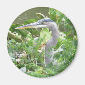 Great Blue Heron magnet (Voorkant)