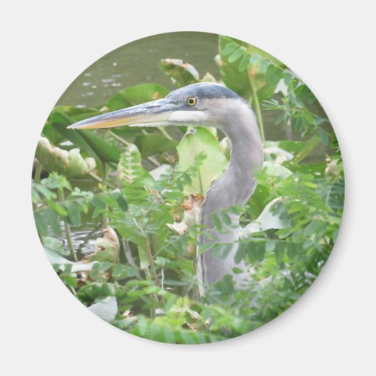 Great Blue Heron magnet (Voorkant)