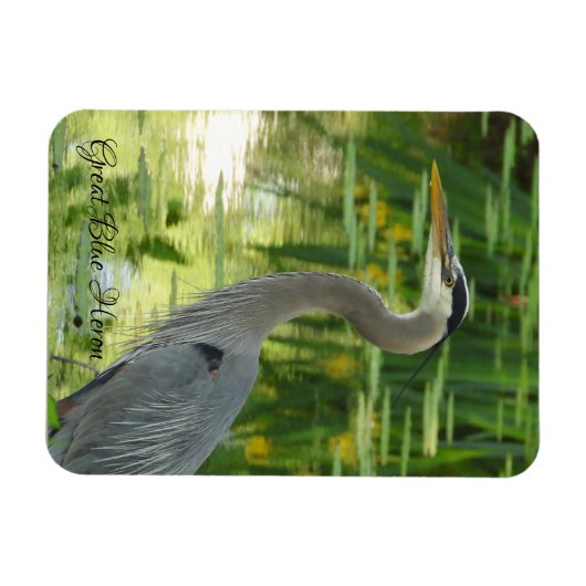Great Blue Heron Magnet Magneet (Horizontaal)