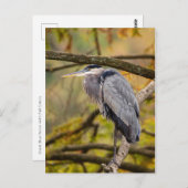 Great Blue Heron met Briefkaart voor valkleuren (Voorkant / Achterkant)