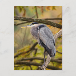 Great Blue Heron met Briefkaart voor valkleuren
