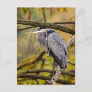 Great Blue Heron met Briefkaart voor valkleuren