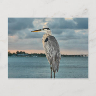 Great Blue Heron met Cortez als achtergrond Briefkaart
