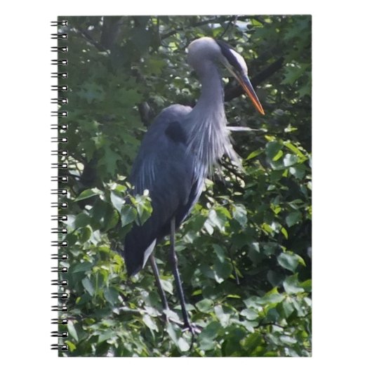 Great Blue Heron Notitieboek (Voorkant)
