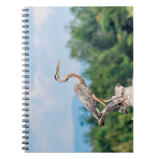 Great Blue Heron Notitieboek (Voorkant)