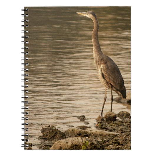 Great Blue Heron Notitieboek (Voorkant)