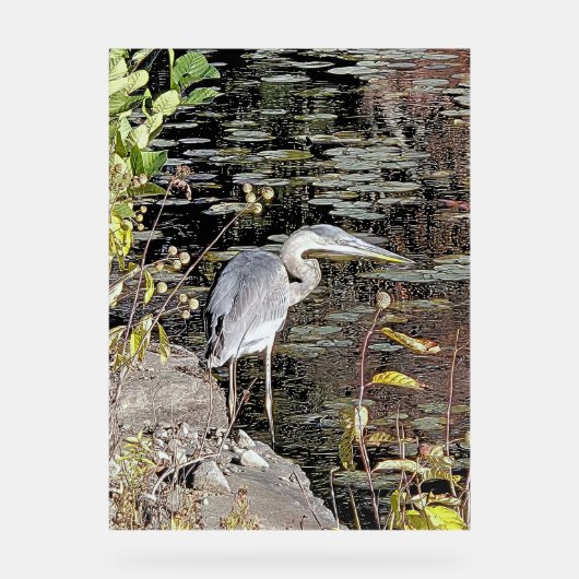 Great Blue Heron on Pond Acryl Bord (Voorkant)