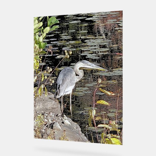 Great Blue Heron on Pond Acryl Bord (Hoek)