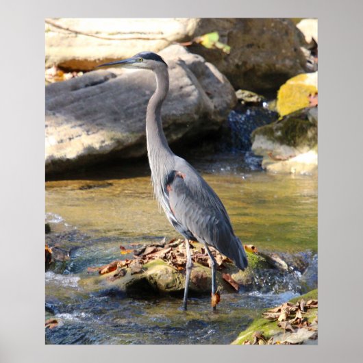 Great Blue Heron op een griezelige foto Poster (Voorkant)
