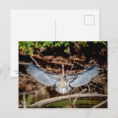 Great Blue Heron op een log Briefkaart (Voorkant / Achterkant)