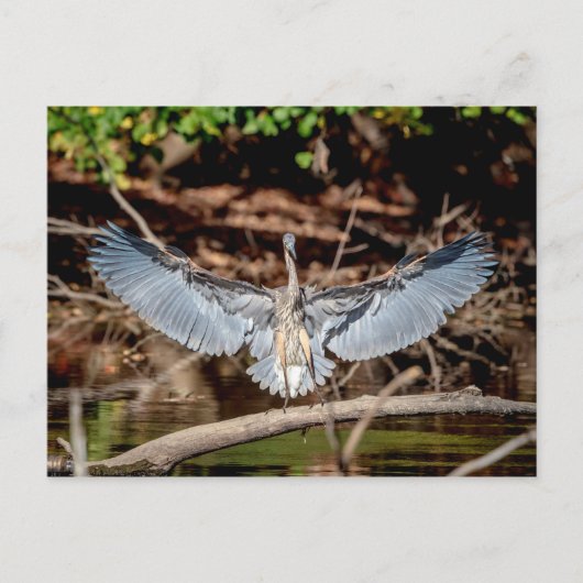 Great Blue Heron op een log Briefkaart (Voorkant)