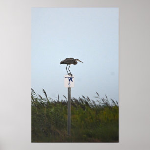 Great Blue Heron op het teken Poster