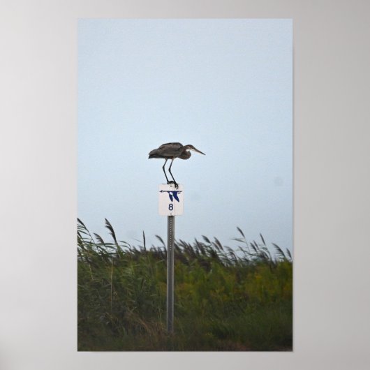 Great Blue Heron op het teken Poster (Voorkant)