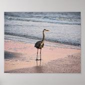 Great Blue Heron op Sunset, Florida Poster (Voorkant)