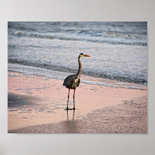 Great Blue Heron op Sunset, Florida Poster (Voorkant)