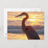 Great Blue Heron op zonsondergang Briefkaart (Voorkant / Achterkant)