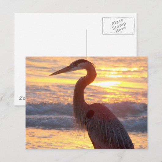 Great Blue Heron op zonsondergang Briefkaart (Voorkant / Achterkant)