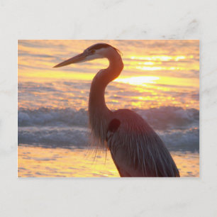 Great Blue Heron op zonsondergang Briefkaart