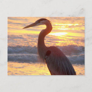 Great Blue Heron op zonsondergang Briefkaart