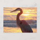 Great Blue Heron op zonsondergang Briefkaart (Voorkant)