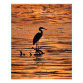 Great Blue Heron op zonsondergang Foto Afdruk (Voorkant)
