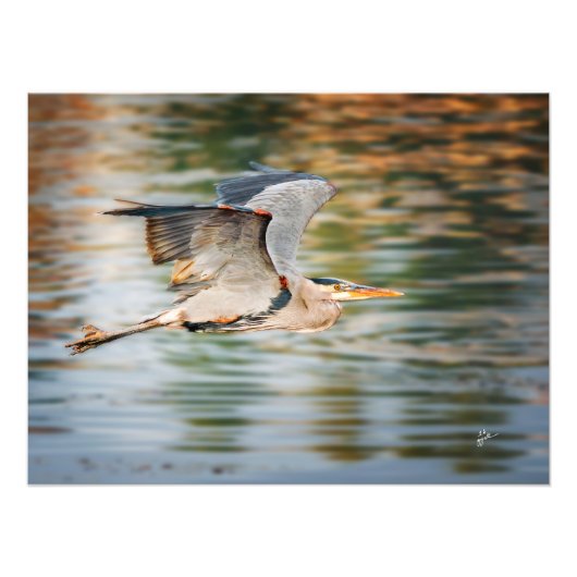 Great Blue Heron Over Lake Wildlife Print Foto Afdruk (Voorkant)
