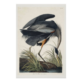 Great blue Heron Perfect Poster