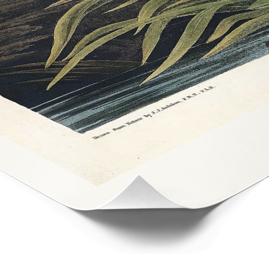 Great blue Heron Perfect Poster (Hoek)