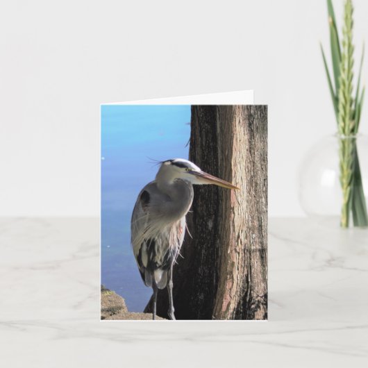 Great Blue Heron Photo Blank Note Kaart (Voorkant)