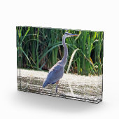 Great Blue Heron Photo Block Fotoblokken (Rechts)