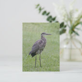Great Blue Heron Photo Briefkaart (Staand voorkant)