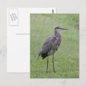 Great Blue Heron Photo Briefkaart (Voorkant / Achterkant)