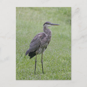Great Blue Heron Photo Briefkaart