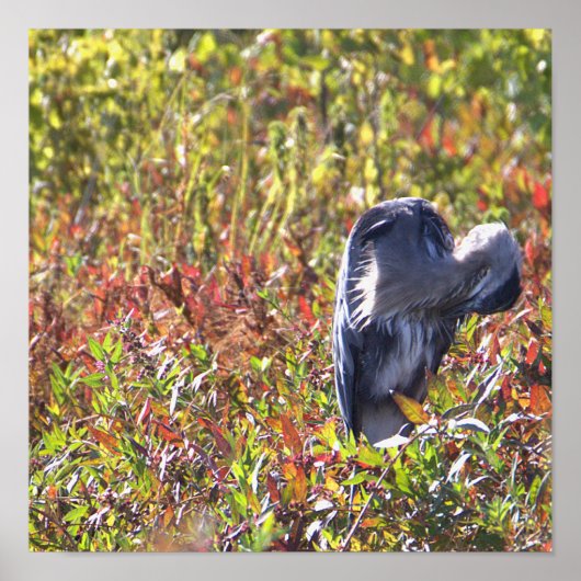 Great Blue Heron Photo Poster (Voorkant)