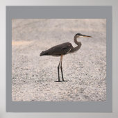 Great Blue Heron Photo Poster (Voorkant)
