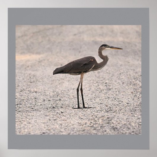 Great Blue Heron Photo Poster (Voorkant)