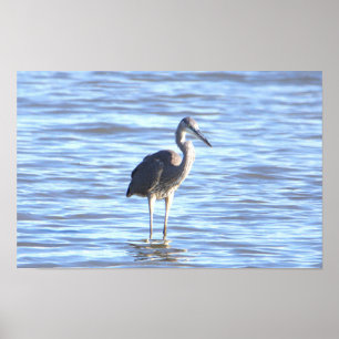 Great Blue Heron Photo Poster