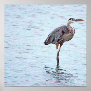 Great Blue Heron Photo Poster